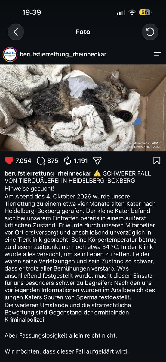 Hellchaya's tweet photo. Ein mann hat diese Katze vergewaltigt und sie ist daraufhin verstorben https://t.co/WxNcArqQf2