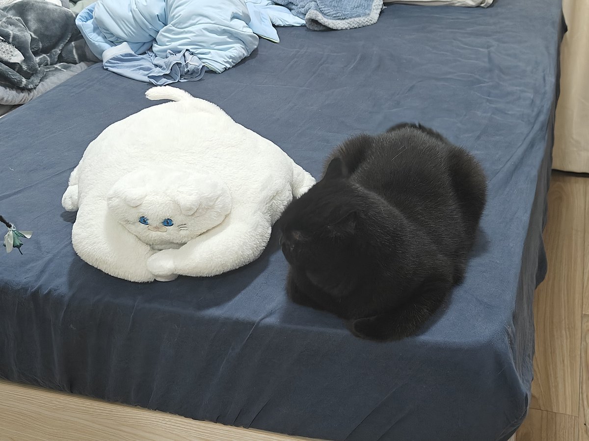 februussube's tweet photo. 猫不让人熬夜，一点钟还开着灯刷推特，猫一直叫一直蹭人，直到关灯躺下了，猫才去狠狠地舔了一分钟的水 https://t.co/d1WQ3aunMe