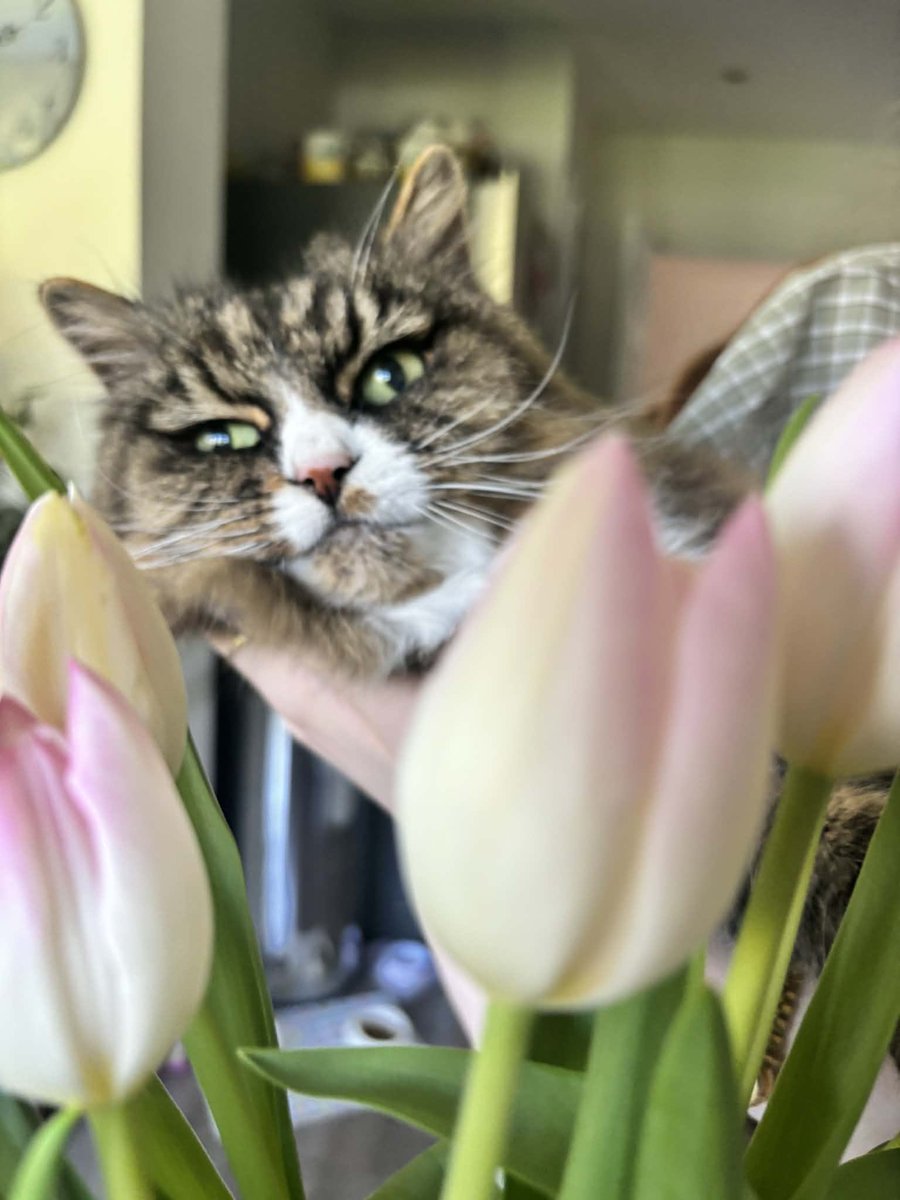 HeizelleVT's tweet photo. we had to say goodnight to my sweet old kitty today, part of my soul went with her. she’s been my lil best friend for over a decade and life without her feels so much less colourful already. i’m gonna miss her dearly 🥹💖 goodbye my angel i love you more than anything <3 https://t.co/7EJo6n0lQc