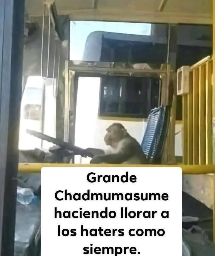 Yeratzykush's tweet photo. Meme de umamosume siendo una mierda como siempre 😂😂😂 https://t.co/fbFTeVAoB5