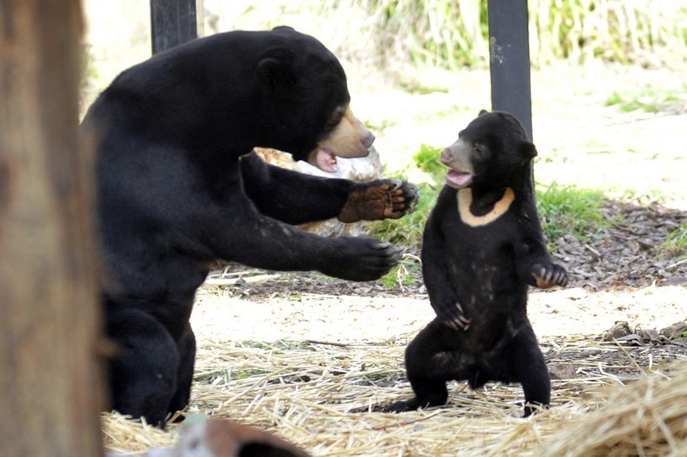 skramzbunny's tweet photo. no my son !!!! you mustn't hit the whip !!! https://t.co/eudl7cGd1C