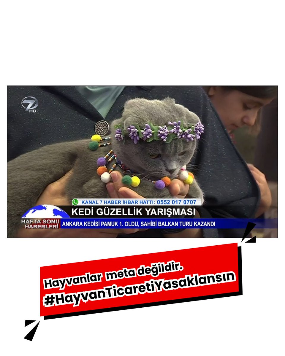 curetvegan's tweet photo. Bizler, hayvanların oyuncaklaştırılmasını, ticarete alet edilmesini, yarışlarda veya terbiyelerde (eğitim) sömürülmesini ve bunların sempatikleştirilmesini kabul etmiyoruz! #HayvanTicaretiYasaklansın https://t.co/hyoMnr2jti