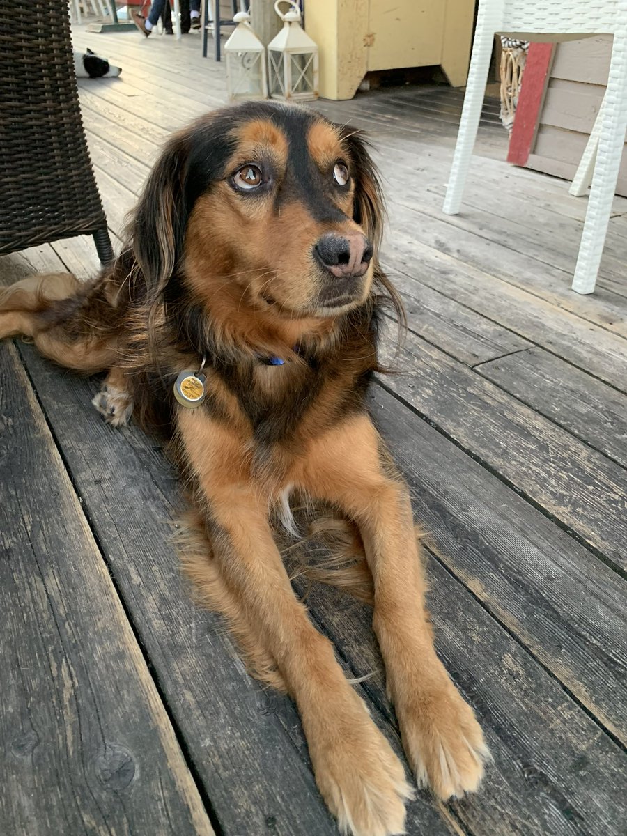 StuWalters_'s tweet photo. Doggy heaven has welcomed our distinguished good boy, Lenny

Always by our side for adventures since arriving from Mexico in 2015. A loyal wise soul, when suburbia &amp; kids came he embraced his new role even though his toddler sister told people he was from costco

We’re so lucky❤️‍🩹 https://t.co/3U7d5H5hnd
