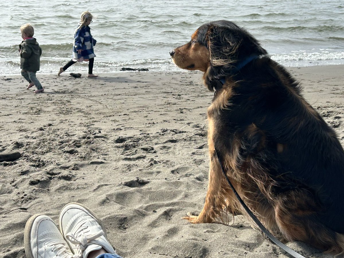 StuWalters_'s tweet photo. Doggy heaven has welcomed our distinguished good boy, Lenny

Always by our side for adventures since arriving from Mexico in 2015. A loyal wise soul, when suburbia &amp; kids came he embraced his new role even though his toddler sister told people he was from costco

We’re so lucky❤️‍🩹 https://t.co/3U7d5H5hnd