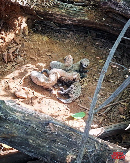 1908Mehta's tweet photo. #Projectcheetah
India’s Cheetah Population Reaches 60 🐆🐾💃🏼
•Indian born Female cheetah gave birth to 5 Cubs in KUNO national Park ,MP
• making it 41 Indian-born, marking a major shift from dependence on imported cheetahs to breeding within India https://t.co/XKHPvyM1BB