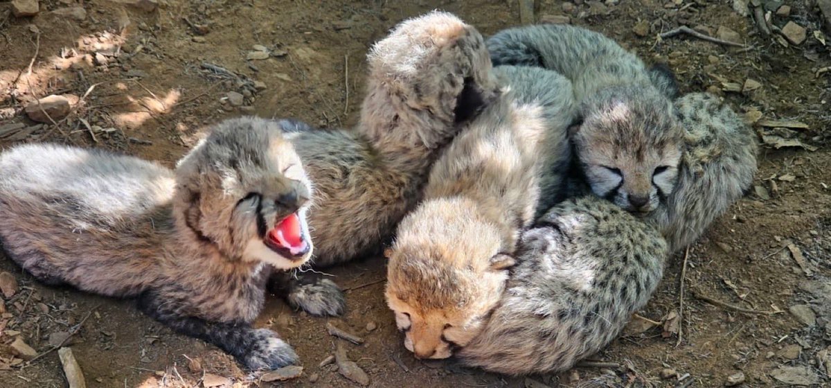 1908Mehta's tweet photo. #Projectcheetah
India’s Cheetah Population Reaches 60 🐆🐾💃🏼
•Indian born Female cheetah gave birth to 5 Cubs in KUNO national Park ,MP
• making it 41 Indian-born, marking a major shift from dependence on imported cheetahs to breeding within India https://t.co/XKHPvyM1BB