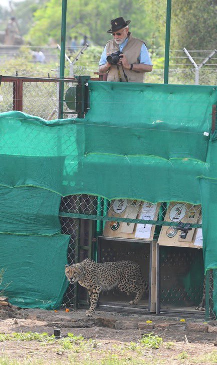 1908Mehta's tweet photo. #Projectcheetah
India’s Cheetah Population Reaches 60 🐆🐾💃🏼
•Indian born Female cheetah gave birth to 5 Cubs in KUNO national Park ,MP
• making it 41 Indian-born, marking a major shift from dependence on imported cheetahs to breeding within India https://t.co/XKHPvyM1BB