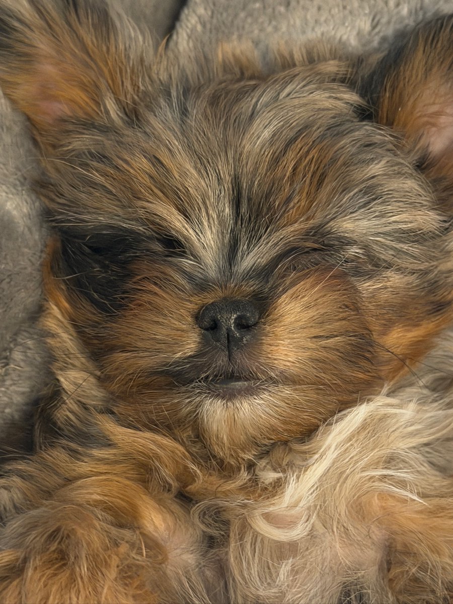 Vpups2cute's tweet photo. Five more minutes. Maybe fifty. #CutePuppy #Yorkie #PuppyLove https://t.co/Szu8FBWPGJ
