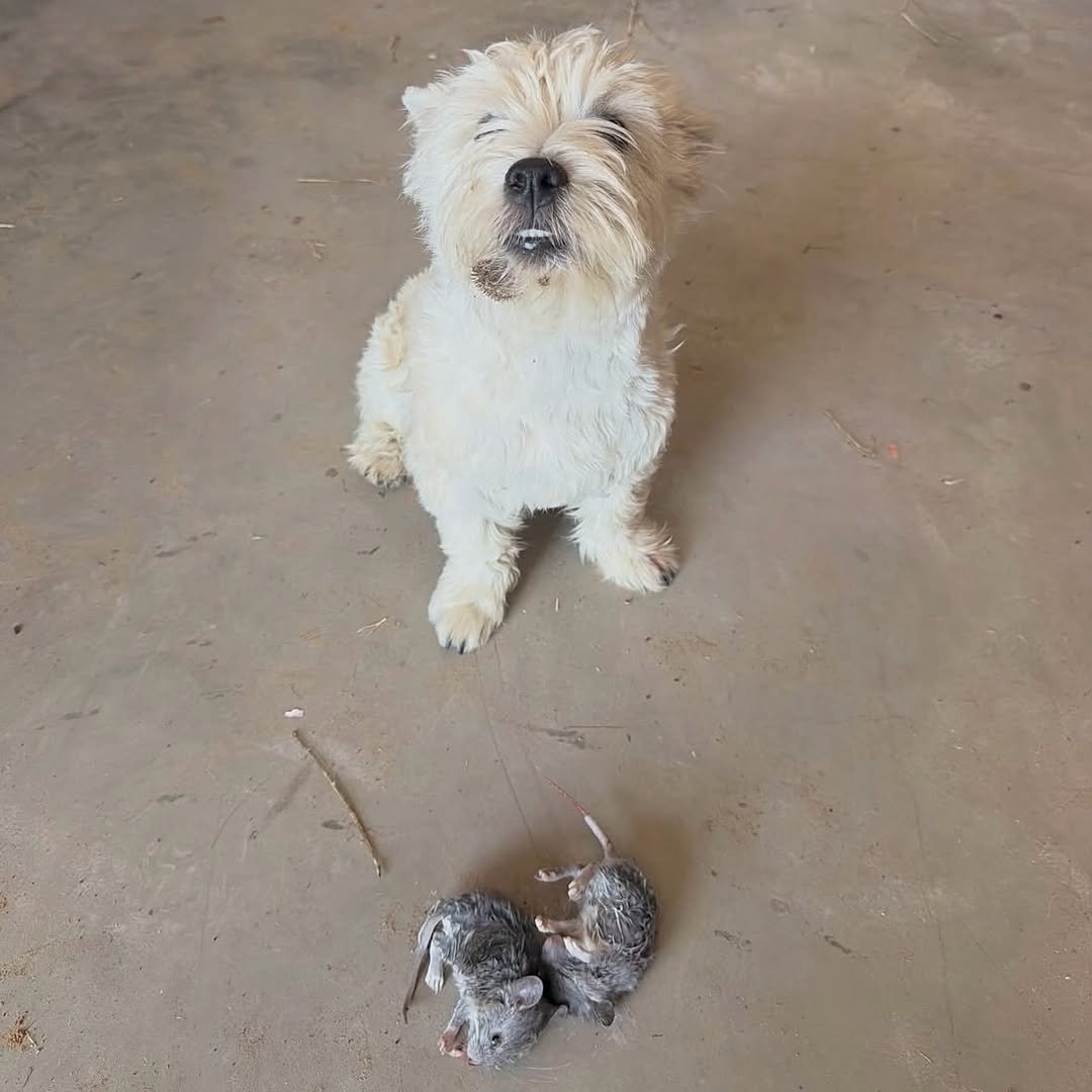 Danielchan11032's tweet photo. 🎶 Tea for two and two for tea…🎶 Just me, you, and a couple of unexpected guests. 😂🐶🐭🐭 Sandy Cheeks said, “I brought dinner home.” I said, “Sandy…THAT is not what I meant by ‘bring something for the family.’”🤦‍♂️🤣 Two mice. One very proud hunter. Absolutely ZERO regrets. 😂 https://t.co/rrPuPusQJ4
