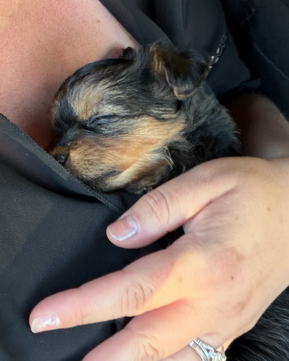 Vpups2cute's tweet photo. Shirt pocket upgraded to first class. #PuppyLove #PuppiesOfX #Yorkie https://t.co/3QViY5KMMg