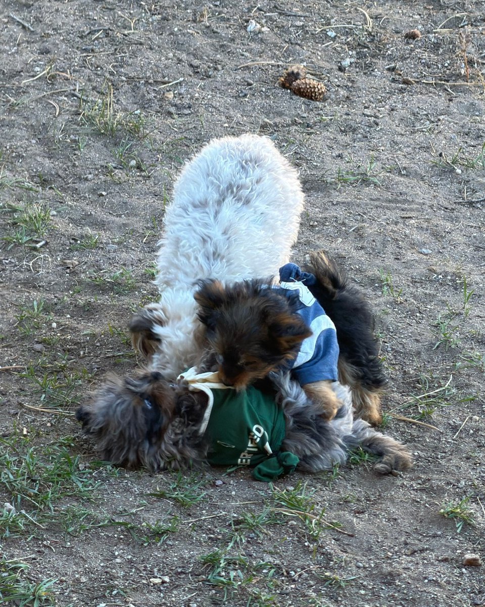 Vpups2cute's tweet photo. Dogpile! Nobody remembers who started it, everybody is staying. #PuppiesOfX #DogsOfX #FunnyDogs https://t.co/5vDd1qOj49