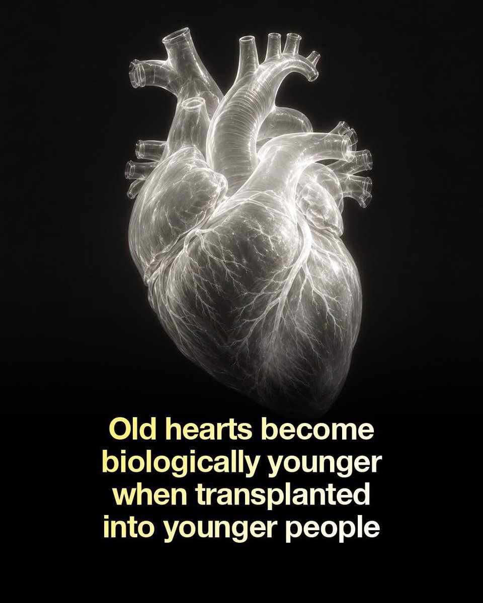 NextScience's tweet photo. 🚨 An old heart may not stay old for long.

What if a heart could actually “learn” the age of the body it lives in?

Harvard researchers found something remarkable by studying heart transplants in mice and examining heart tissue from human transplant patients. Older hearts placed into younger bodies showed signs of becoming biologically younger—including changes in DNA methylation, a chemical process linked to aging.

But the reverse was also seen. Young hearts placed into older bodies showed signs of aging at the cellular level.
In other words, the body surrounding a transplanted heart may influence how quickly that heart ages.

This could have a major impact on heart transplantation. Donor hearts are often preferred from younger people, but if older hearts can function well in younger recipients, the number of usable donor hearts could potentially increase.

There is still a lot to learn, and this research is a preprint that has not yet undergone peer review. But the idea is fascinating: perhaps the age of an organ is not completely fixed by the age it was born with.

Source: Poganik, J. R., Matsunaga, T., Tyshkovskiy, A., Lu, A., Haghani, A., Zhou, H., Martin, F., Horvath, S., Givertz, M. M., Tullius, S. G., & Gladyshev, V. N. (2026). Transplanted hearts assimilate the recipient's biological age. bioRxiv.