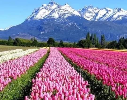 turisargentina's tweet photo. Campo de tulipanes, lugar  hermoso y mágico.  Trevelin, provincia de Chubut 🌷🌷🇦🇷

Fotos de Mirtha Rivera https://t.co/VMtUyTRaBM