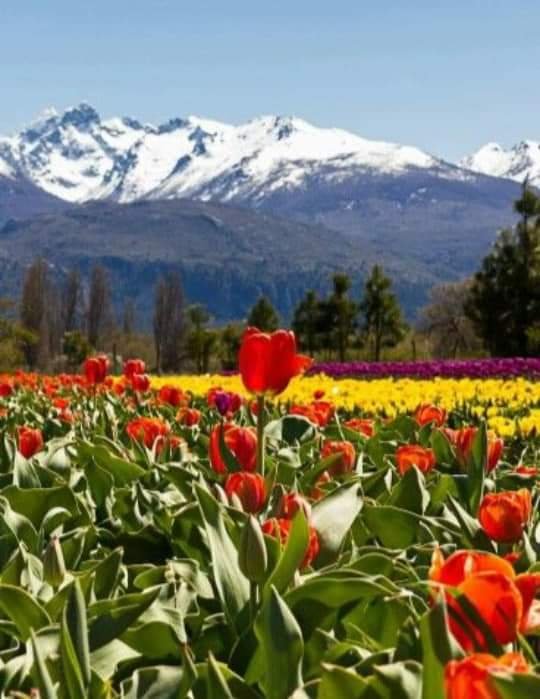 turisargentina's tweet photo. Campo de tulipanes, lugar  hermoso y mágico.  Trevelin, provincia de Chubut 🌷🌷🇦🇷

Fotos de Mirtha Rivera https://t.co/VMtUyTRaBM