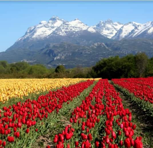 turisargentina's tweet photo. Campo de tulipanes, lugar  hermoso y mágico.  Trevelin, provincia de Chubut 🌷🌷🇦🇷

Fotos de Mirtha Rivera https://t.co/VMtUyTRaBM