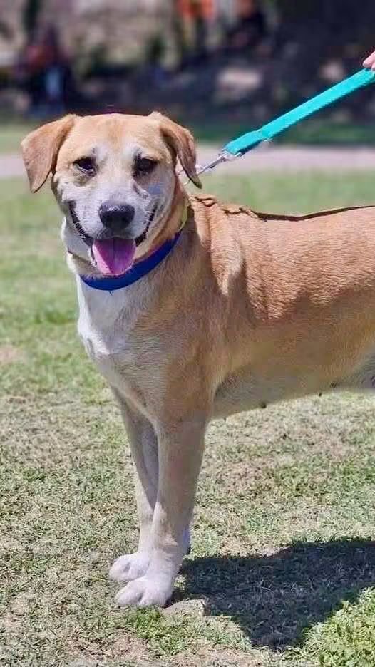 elcampito's tweet photo. Camperitos tamaño departamento. 🤩
Los pequeños rescatados en Castelar. Esta vez les presentamos a Gael, Fatima y Palomo. 😍

Pasá a conocerlos y enamorate. Escribinos a adoptantesdelcampito@gmail.com para hablar con las chicas de adopciones💛 https://t.co/Xm88iS100U