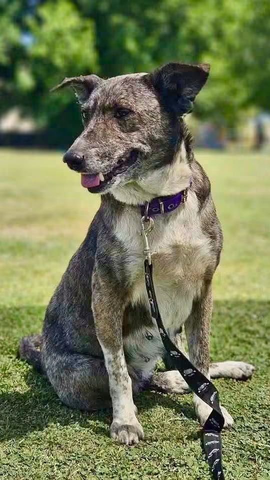 elcampito's tweet photo. Camperitos tamaño departamento. 🤩
Los pequeños rescatados en Castelar. Esta vez les presentamos a Gael, Fatima y Palomo. 😍

Pasá a conocerlos y enamorate. Escribinos a adoptantesdelcampito@gmail.com para hablar con las chicas de adopciones💛 https://t.co/Xm88iS100U