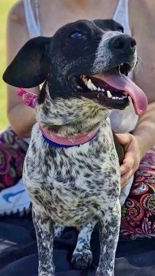 elcampito's tweet photo. Camperitos tamaño departamento. 🤩
Los pequeños rescatados en Castelar. Esta vez les presentamos a Gael, Fatima y Palomo. 😍

Pasá a conocerlos y enamorate. Escribinos a adoptantesdelcampito@gmail.com para hablar con las chicas de adopciones💛 https://t.co/Xm88iS100U