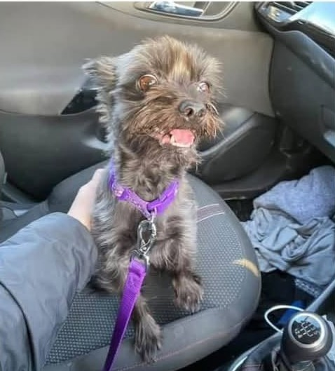millypod1's tweet photo. ๐3 OCT 2026 #Lost #ScanMe
Yorkie x Chihuahua Female
Shardlow Road #Alvaston #DE24
#Derby #Derbyshire
Sightings โ๏ธ0333 2006981 - listen to all options and report as found dog. Or via private message to Derby City Stray Dogs on Facebook.
https://t.co/39QcJheZMB https://t.co/oDbSyyWgcf
