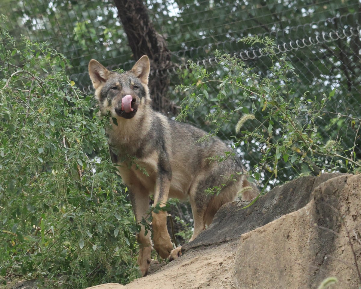 ROR_photo's tweet photo. ペロリ

#タイリクオオカミ
#多摩動物公園 https://t.co/1DgPNEOoC2