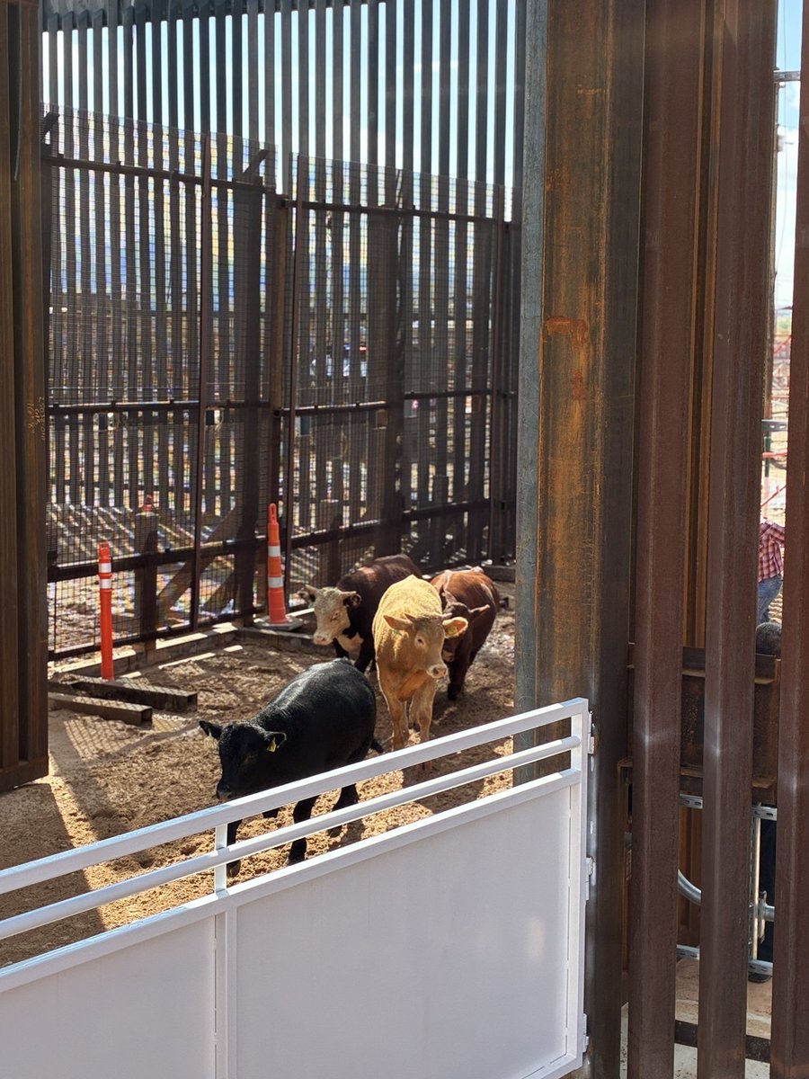 MXReferencia's tweet photo. #Nacional
🐂🇲🇽🇺🇲Reabren puerto comercial para ingresar ganado mexicano a #EEUU
El Departamento de Agricultura de #EstadosUnidos reabrió el puerto de ganado de #SantaTeresa, en #NuevoMéxico, donde se indicó que cada animal que ingrese de México a #EEUU se someterá a una inspección rigurosa, sin excepciones.
“La reapertura de los puertos fronterizos del sur se lleva a cabo bajo estrictas medidas de protección y un protocolo con respaldo científico acordado entre Estados Unidos y México".