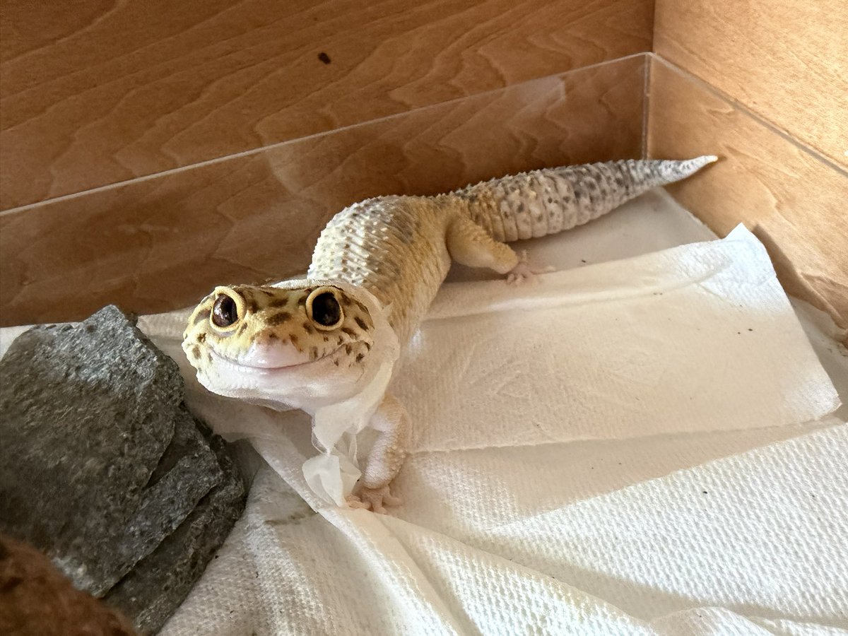 rinmei_g's tweet photo. 脱皮中😊
#レオパードゲッコー 
#ヒョウモントカケモドキ 
#爬虫類 
#reptiles https://t.co/dfQjMxPDrU