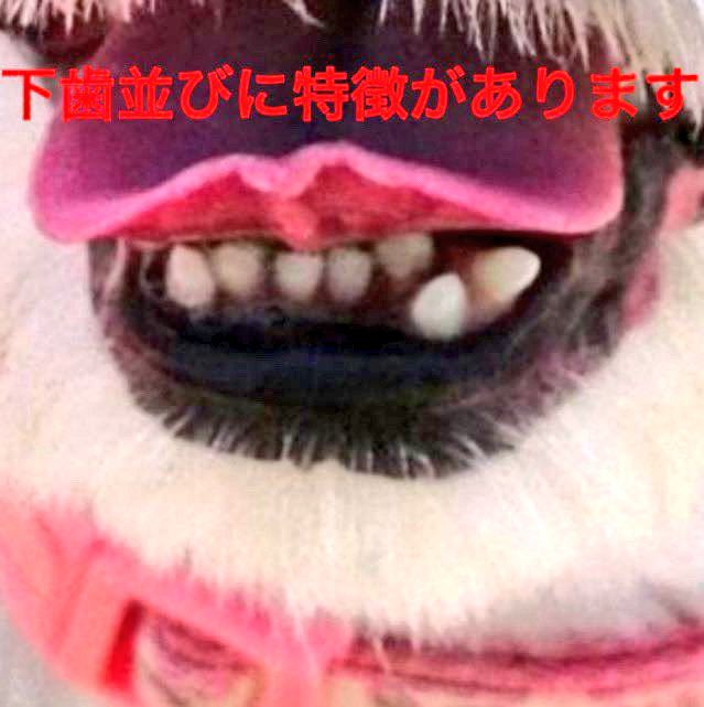 loco0723168615's tweet photo. #拡散希望RPおよび情報提供ご協力お願いいたします
預けていたトレーニング施設から行方不明になったシーズーのりく君を探しています！
時間は経過していますが皆様の拡散でポストを見かけた方の中にそういえばあの時…と言うように何かを思い出してくださるキッカケになる事を願っています！ https://t.co/MPeawNAEDS