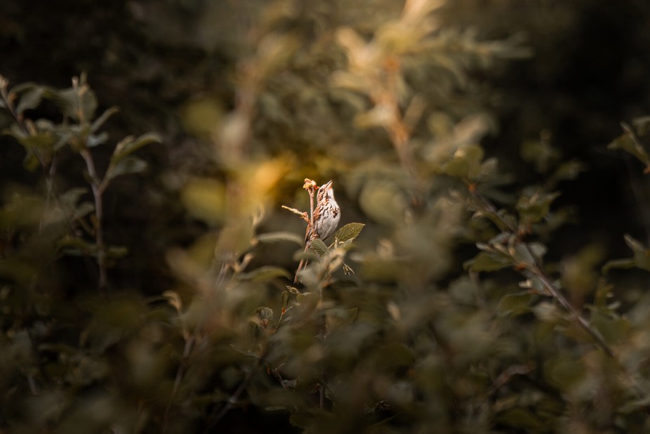 viewbug's tweet photo. Tiny bird, big song. 🐦
“Singing Song Sparrow” by mattswildlife — from Untamed Nature on VIEWBUG.
Winners gallery: https://t.co/UkXX8b7KGd
#photography #wildlifephotography #birdphotography #viewbug https://t.co/Q8gnWyvIp9