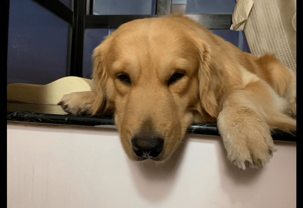 MalloryVibbard's tweet photo. La compaía de un perro hace que cada día sea más cálido y lleno de sonrisas. Nadie cura el mal humor como su pequeo rabillo de cola! https://t.co/0abSHZuNMV