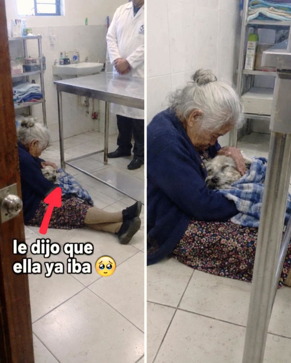 AbueloDeSiete's tweet photo. Doña Rosalba tiene ochenta y ocho años y el Pelusa dieciséis. El viernes el veterinario le dijo que ya no había nada que hacer.
El Pelusa llegó el mismo mes que se le murió el esposo. Ella dice que fue él quien la sacó adelante esos primeros años, porque tenía que levantarse a darle comida aunque no quisiera.

Ya no veía, ya casi no caminaba. Los últimos días ella lo cargaba envuelto en su cobija azul de cuadros para todas partes.

En el consultorio, el veterinario le ofreció una silla. Ella dijo que no, que en el piso, como en la casa. Se sentó en la baldosa fría, con las rodillas que ya no le sirven, recostada contra la pared. Lo puso en las piernas, con la cobija, y le acarició la cabeza un rato largo sin decir nada. Después se agachó y le dijo bajito que se fuera tranquilo, mijo, que ella ya iba detrás.

El veterinario tuvo que salir un momento del consultorio.

En la casa dejó la cobija azul doblada al pie de la cama, y cuando le preguntan dice que no es para acordarse de él, que es para que él sepa dónde la tiene que esperar.