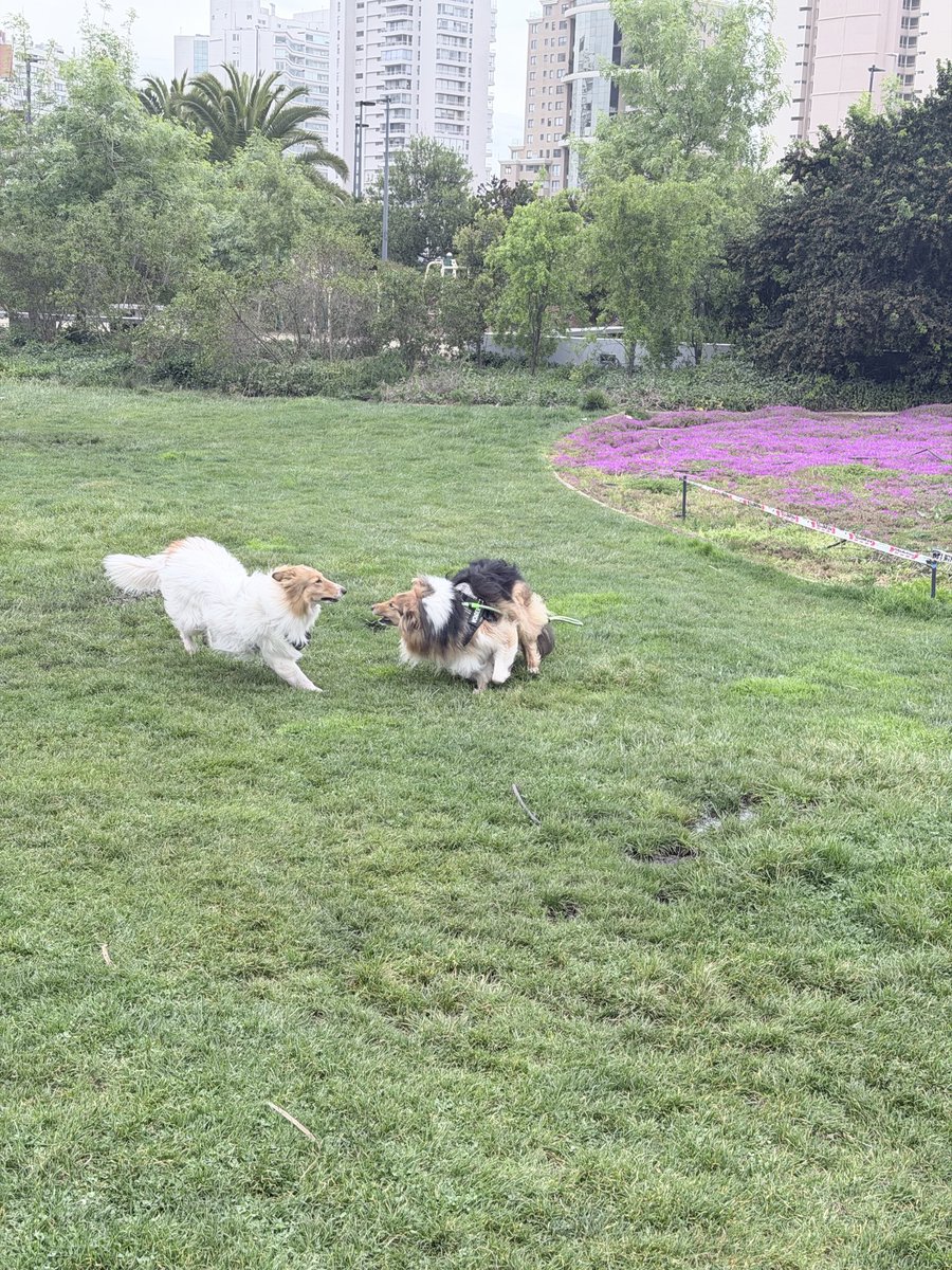 seuCollie's tweet photo. 1 observación collie
2 integración de nuevos socios
3 collie que arranca sirve para otro paseo 
4 collie feliz de venir al parque https://t.co/BwBEvDLVCs
