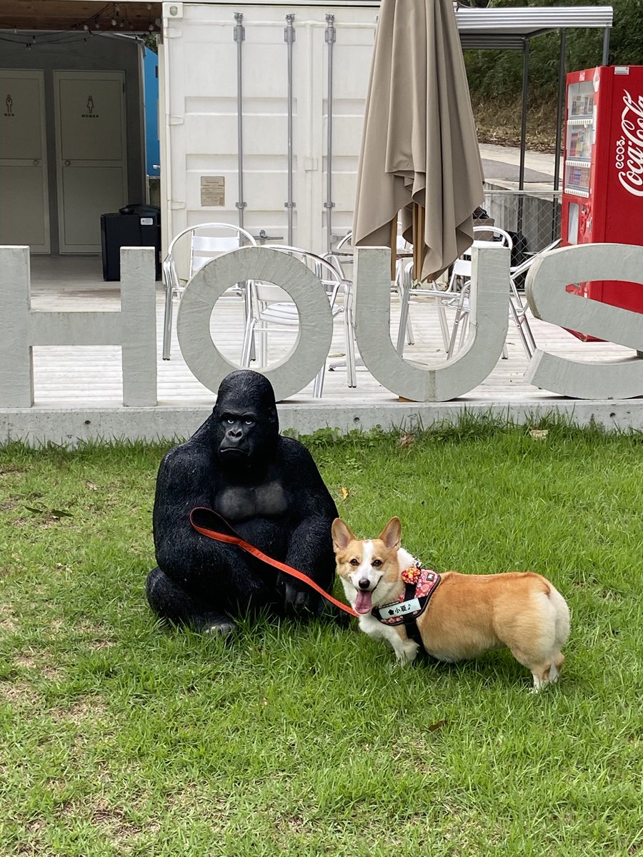 raraRAMU0221's tweet photo. ゴリラとお散歩🦍🐕
#welshcorgi #コーギー #小夏 #こなっちゃん #GThouse https://t.co/rQVt1T0o6T