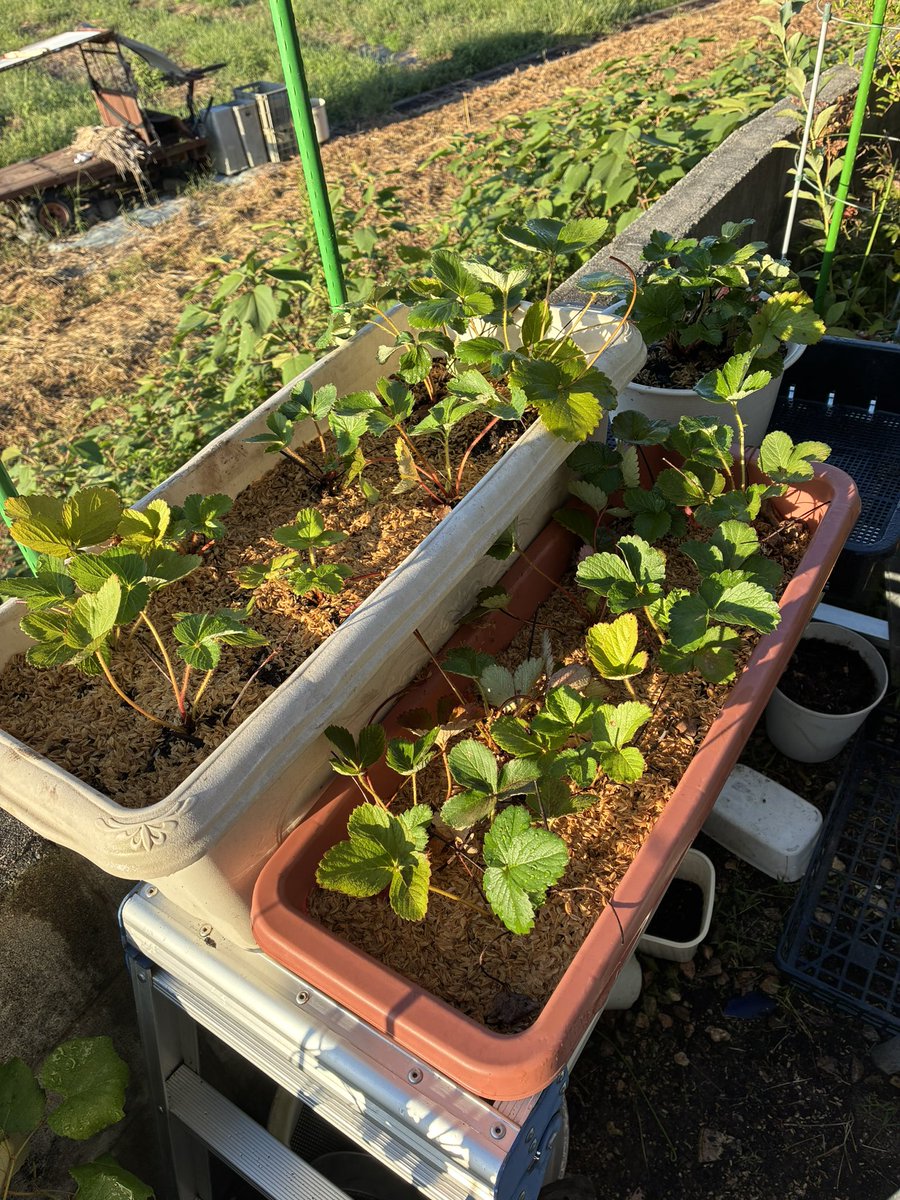 miruponusagi's tweet photo. 20日前にプランターに植えた
じゃがいもと玉ねぎは順調✨

イチゴは伸びた
ランナーから育てたものを
プランターに定植しました☺️

#家庭菜園
#じゃがいも
#玉ねぎ
#いちご
#プランター栽培 https://t.co/bLeJ2C2Jx4