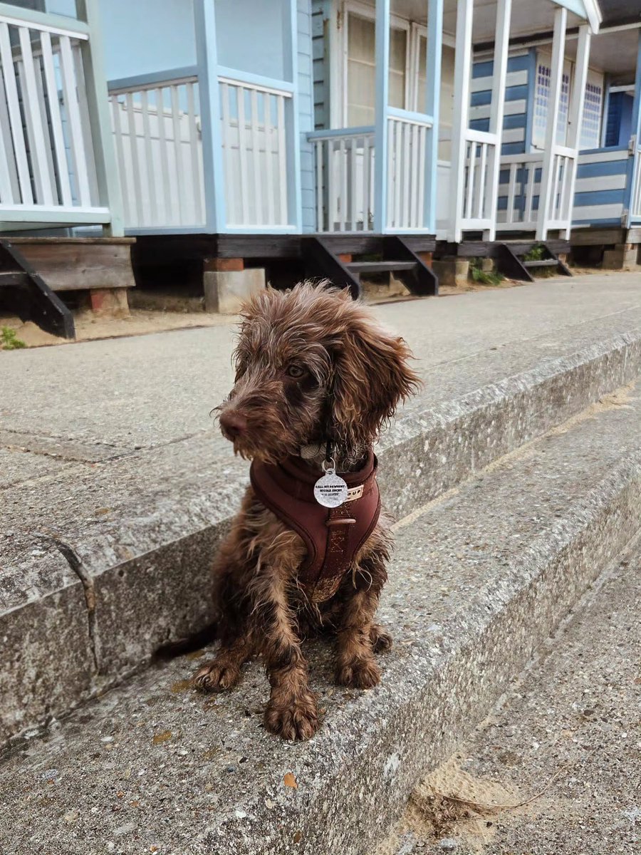 isabellaron0bc's tweet photo. Another cool-down at the beach. Seaweed is fun! Mum was impressed when I whipped her in the face with it. I loved throwing it around! After the last few days, I enjoyed a refreshing zoomie dip too. It was the perfect evening—damp and sandy vibes. https://t.co/3qXfE99RtY