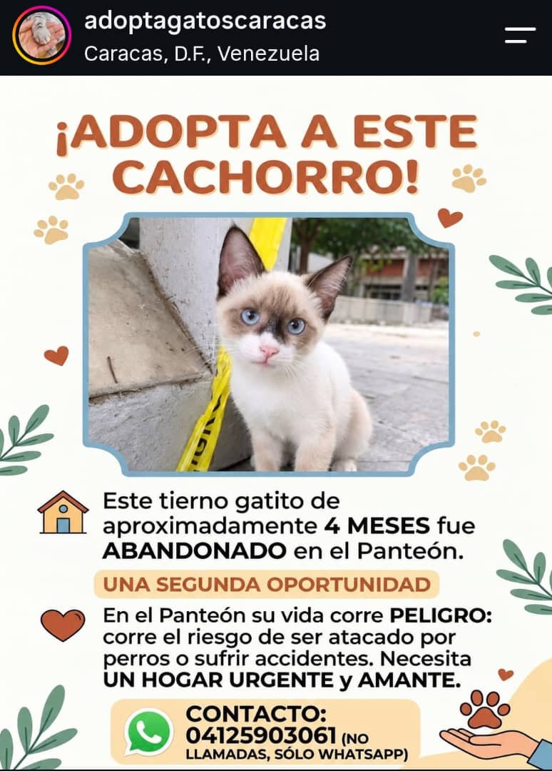 gracon27's tweet photo. #Caracas
Este muñeco necesita un hogar urgente🤍🤍🤍🐱
Favor difundir🙏🏻
Gracias 🫂 🇻🇪 🥹 https://t.co/H6xSjueJOw