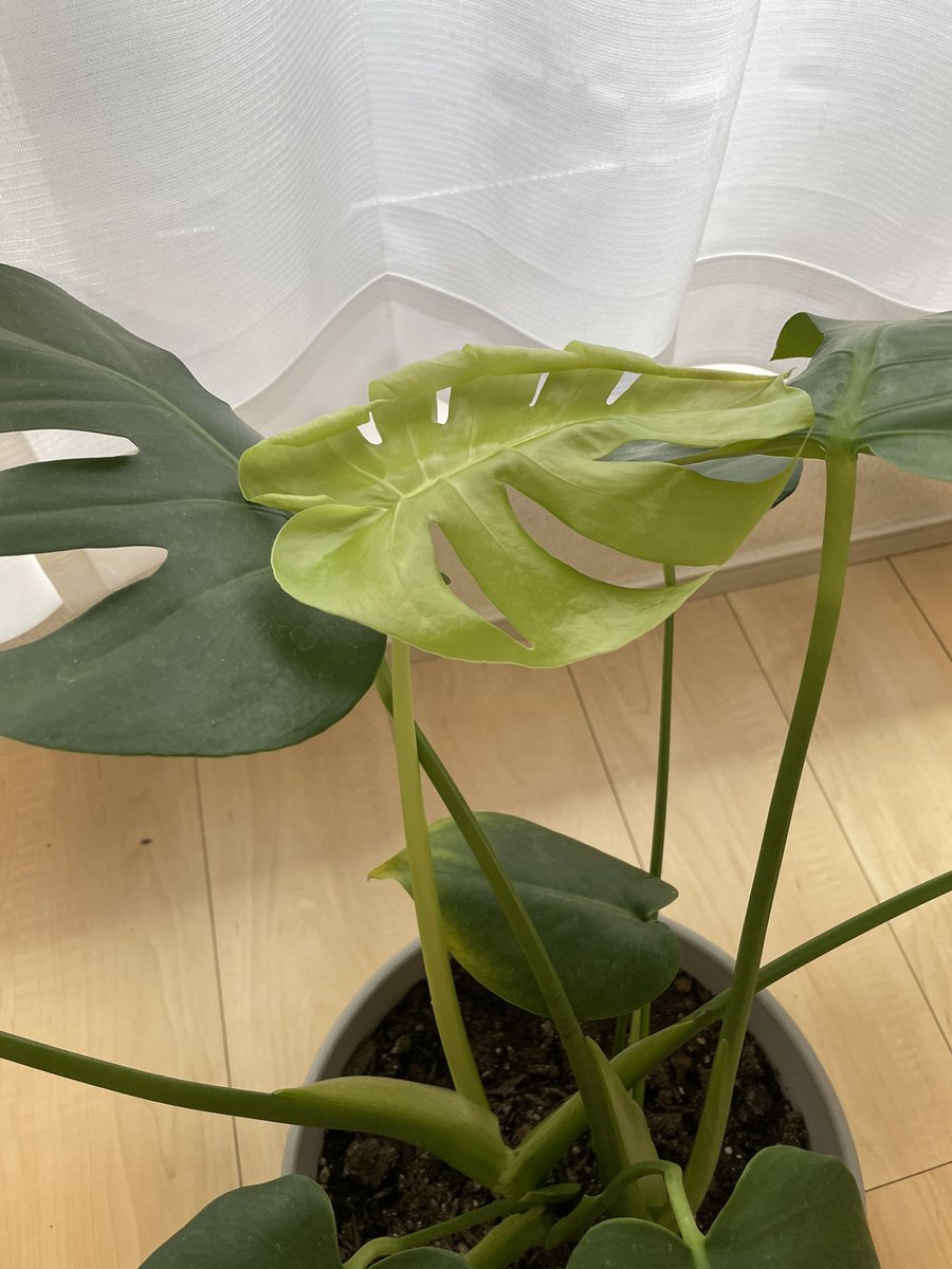 superparty777's tweet photo. 開いた‼️🌱

可愛い😍 https://t.co/aq84JdNZAx
