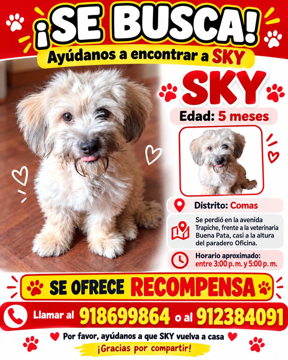 PawFindr's tweet photo. Buscamos a SKY 🥺🙏 Amigos de Comas, ATENTOS 🚨🔊 COMPARTAN #MascotasPerdidas #Mascotas #PawFindr #AyudemosAEncontrarlos https://t.co/8AVVnJGj8R