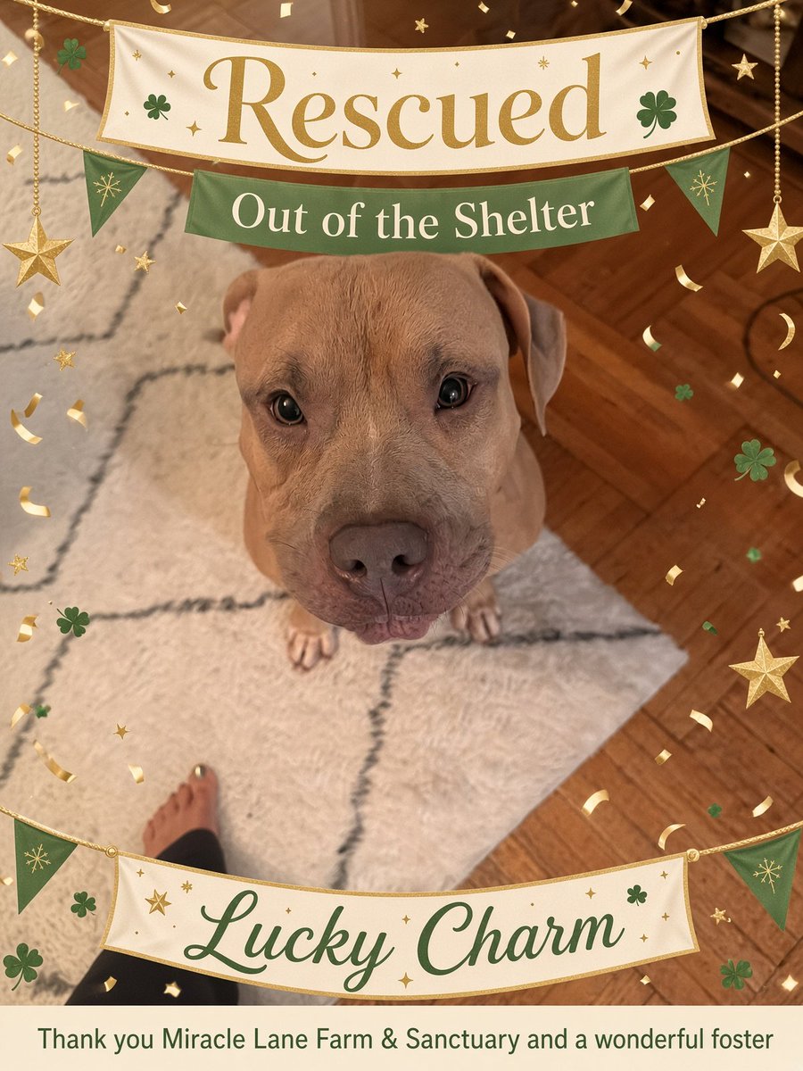 Jazzstew34's tweet photo. Lucky Charm is out of the shelter 🎉🎉🎉 https://t.co/lRG96Of01S