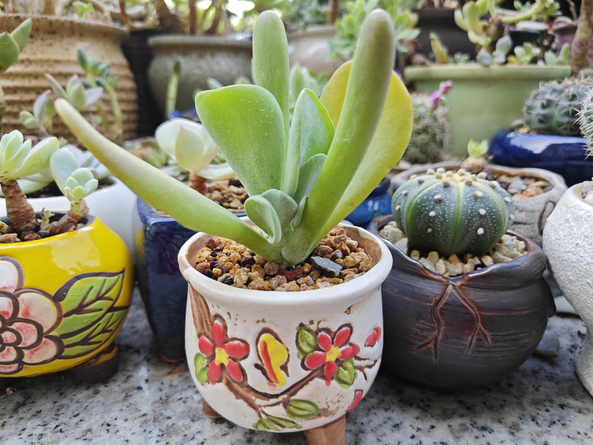 DarrickMauro's tweet photo. Finally got my first potted succulent that’s actually thriving after killing 3 previous ones! Small win, big happy vibe today ， https://t.co/Nyns06Qv1o