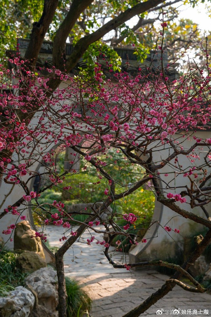 gimtaeyeon89240's tweet photo. [Long for plum blossoms by the Anhui fence in the soft spring breeze]， https://t.co/0ZN10wnDO1