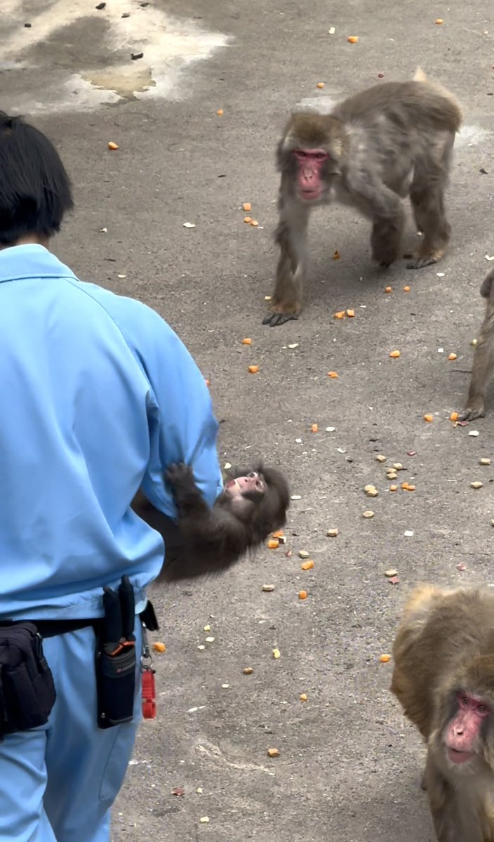 mimimi8149's tweet photo. さつまいも！🍠美味しいね！

 #がんばれパンチ  #市川市動植物園  #ニホンザル https://t.co/EaRQXdpX6W