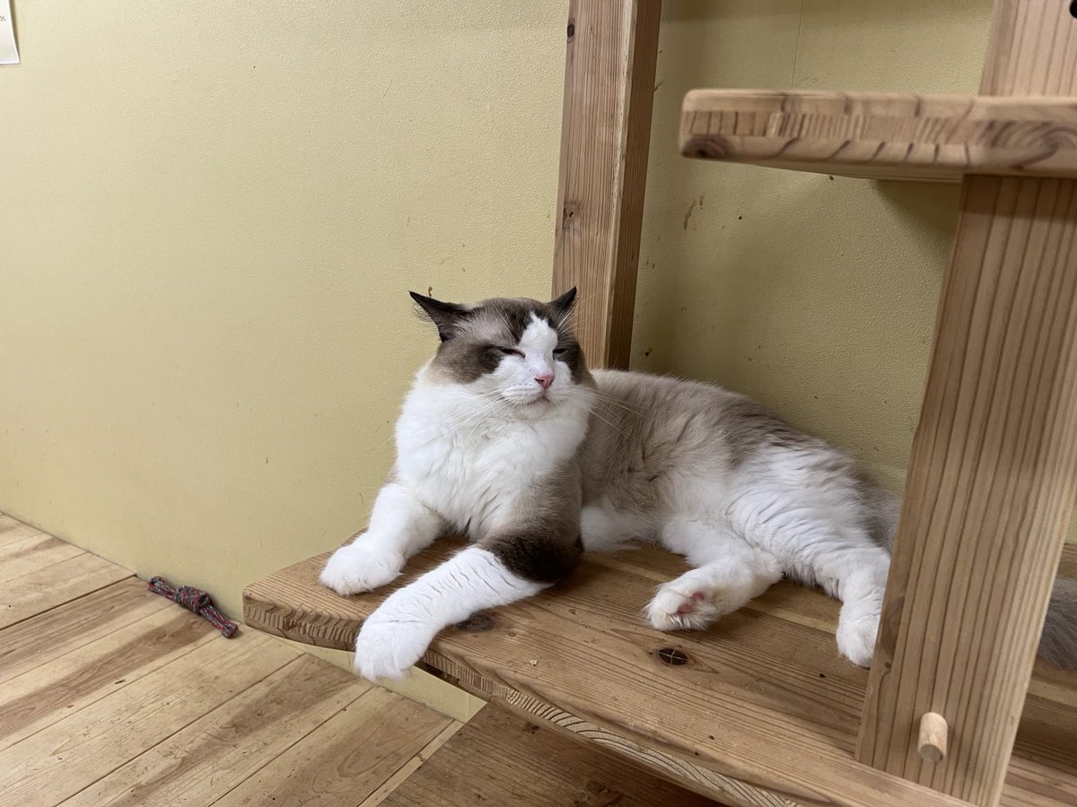 harune_log's tweet photo. おはようございます☀️

猫カフェでくつろぐ猫さんたち

#猫カフェ #NoahsArk #天神橋筋商店街 #猫 https://t.co/bIzwAg6Jc6