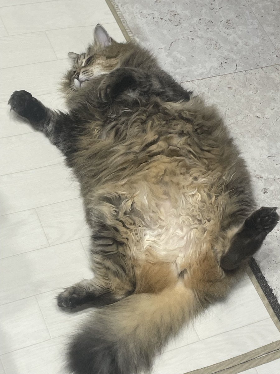 chatogin's tweet photo. おはようございます
茶です
爽やかな朝です✨✨✨
#保護猫
#猫のいる暮らし https://t.co/TQUvimIXrs