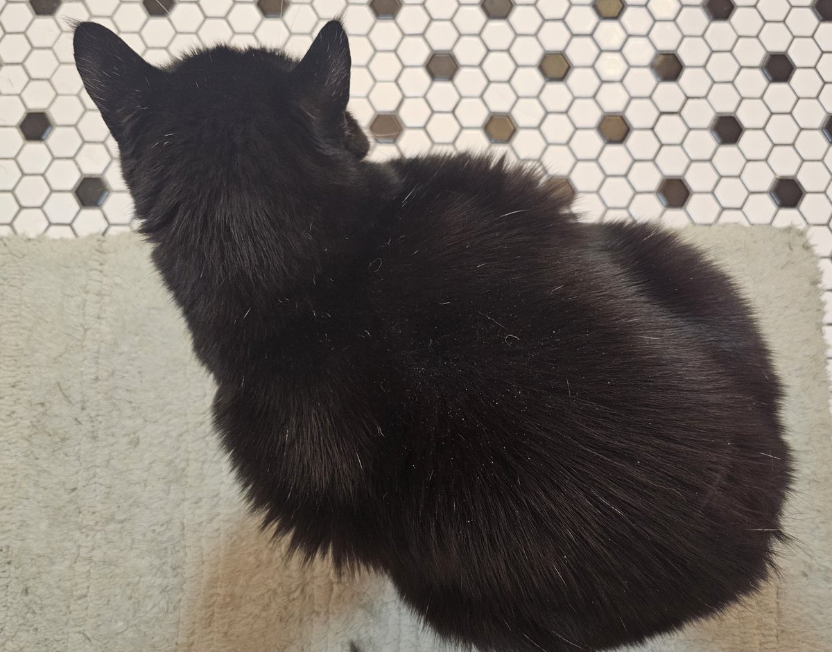 LovingCryptid's tweet photo. Once again, I am perched on the porcelain throne and the vile tuxedoed beast appears before me. It seeks an audience with the King here. 

"By what merit doth thou intrude upon my court you regrettable feline?", I implore of the creature as it curls to a small ball before me. 

It does not speak, as it never does, nor does it even dare return my gaze. I am haunted by it's silent visage not knowing if it is here to bless or curse my name.