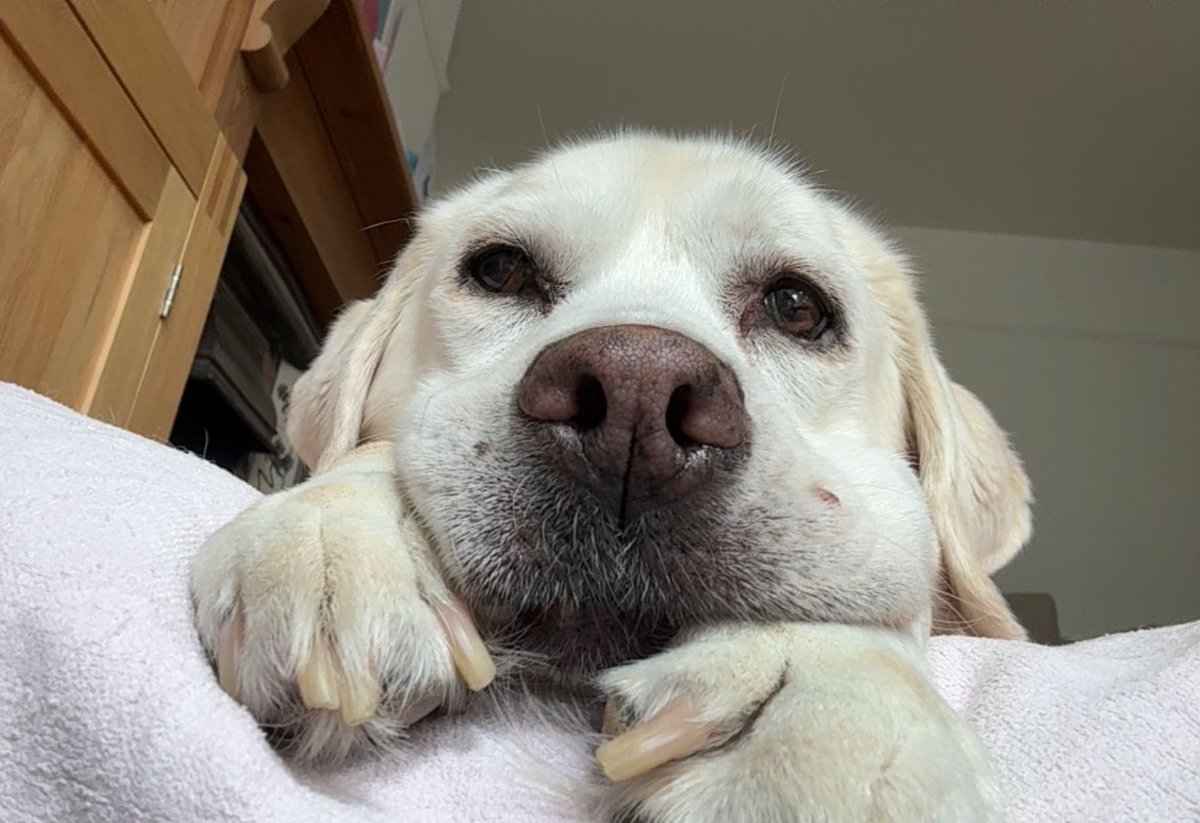 cmxcerys's tweet photo. goodbye to the best dog i could ever ask for. 15 incredible years, i am so unbelievably lucky. sleep well my girl i love you so much https://t.co/z3fqXMv52p