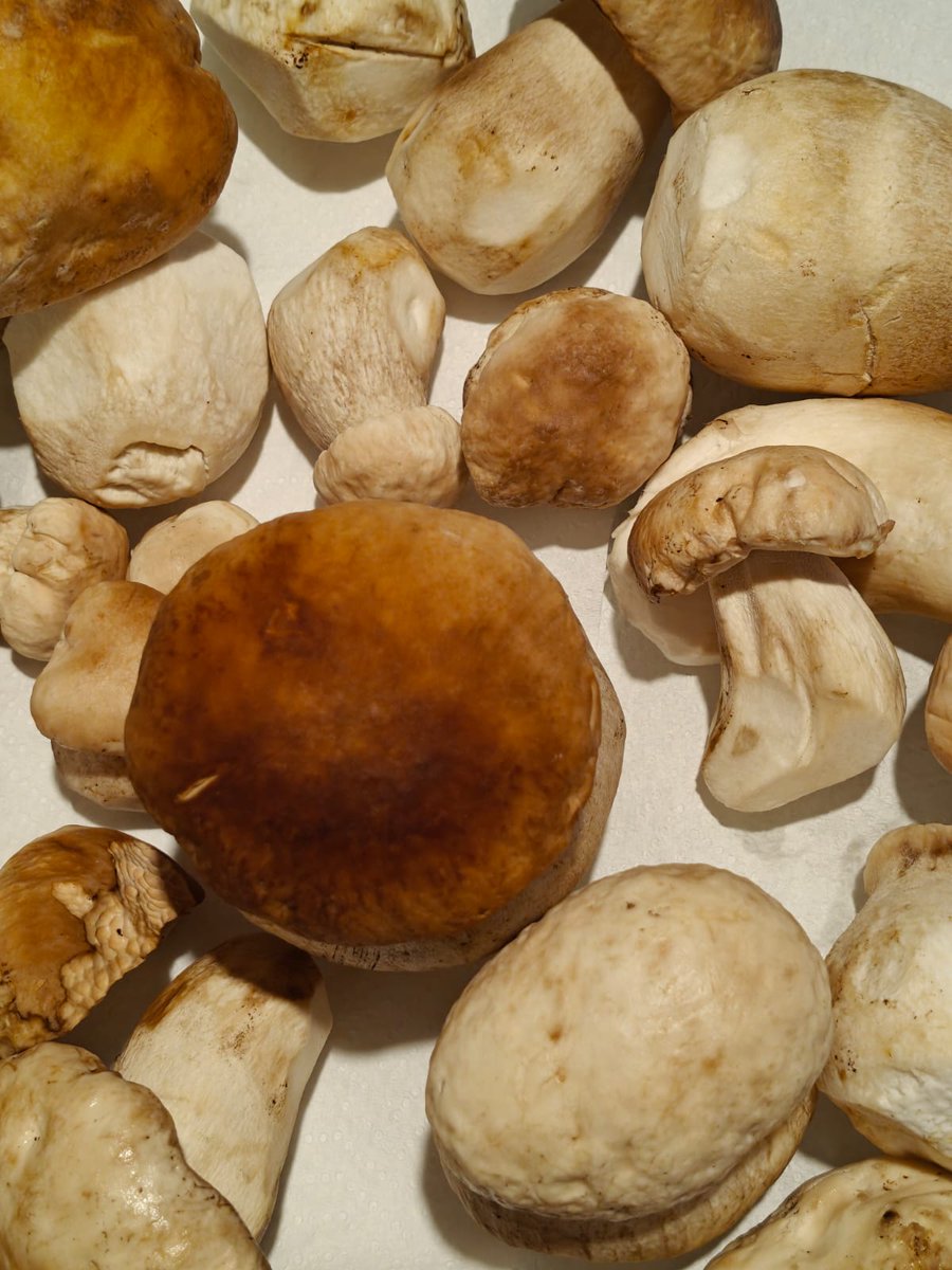 vpuntompunto's tweet photo. Riesce a commuovermi il fungiatt* del paesino dove ho lavorato vent'anni che ancora si ricorda di me dopo quattro anni che non ci lavoro più. A latere: non un vermetto. Grande fungiatt 😊
* cercatore di funghi per passione https://t.co/jvS3t086vc