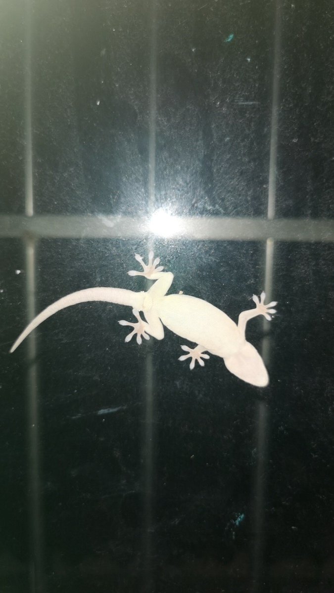 jingjing995's tweet photo. 🦎🦎它已经在我窗外待了好久了，每天晚上都能看到它 https://t.co/bF8vsxDpUF