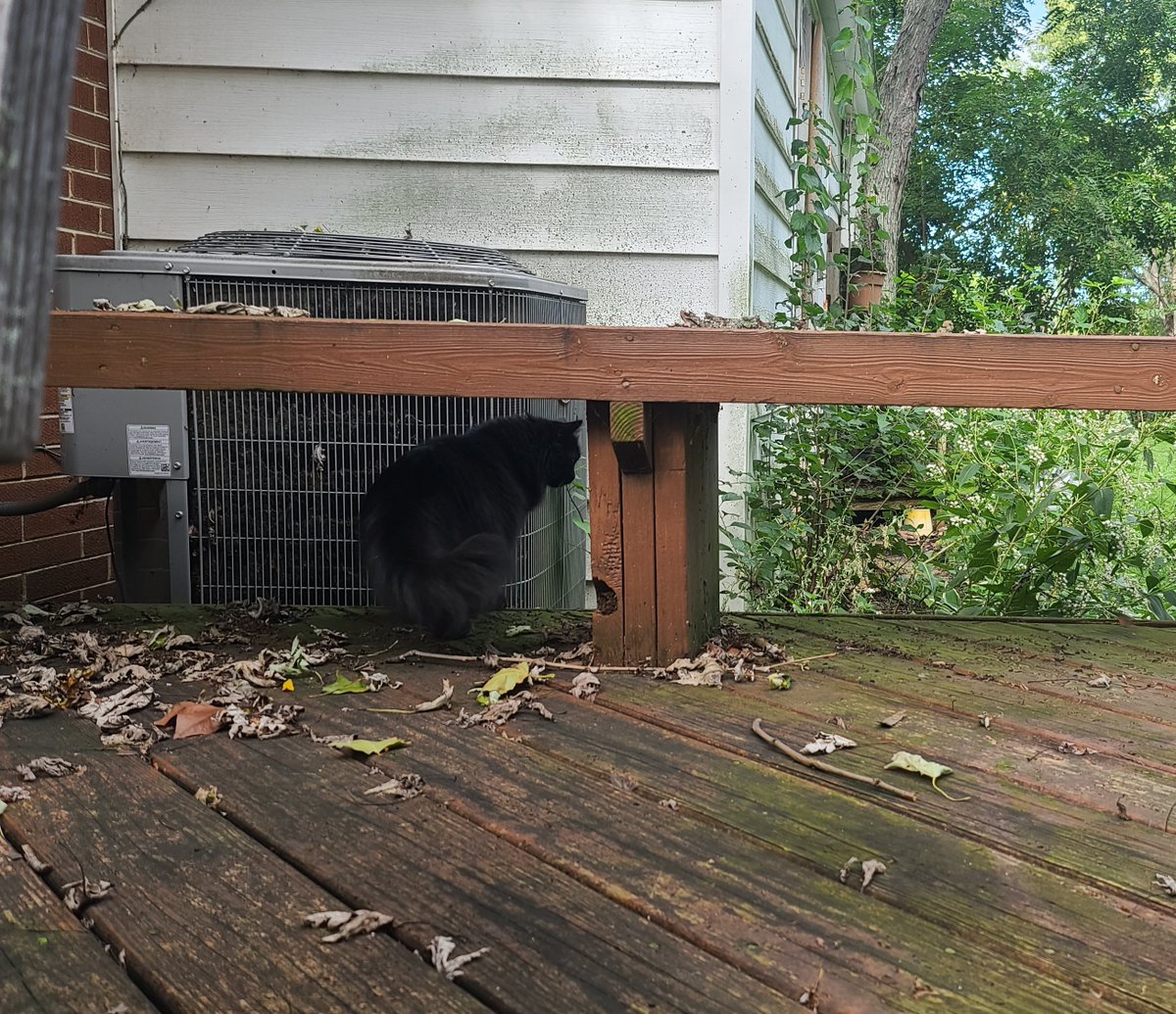 nyac0tine's tweet photo. supervised outside time :3 https://t.co/aKGKTErEgW
