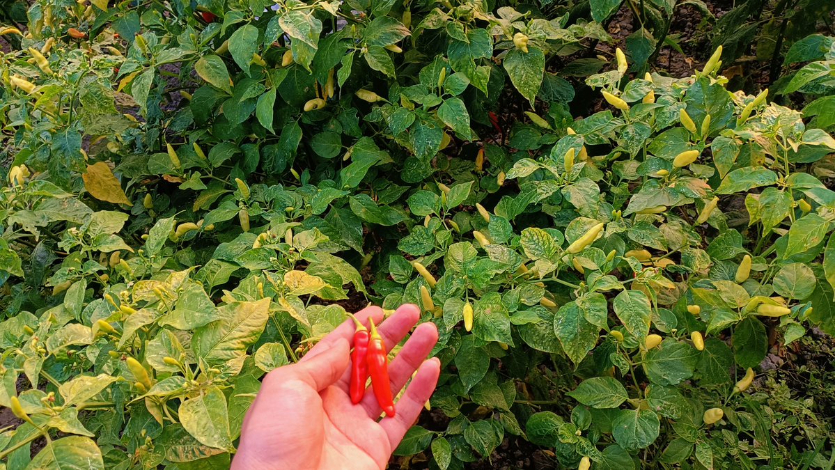 yuucupss's tweet photo. paling suka kl dah pulang ke rumah, trs ikut panen cabe di sawah depan rumah sambil liat sunset https://t.co/CbintFWPxg
