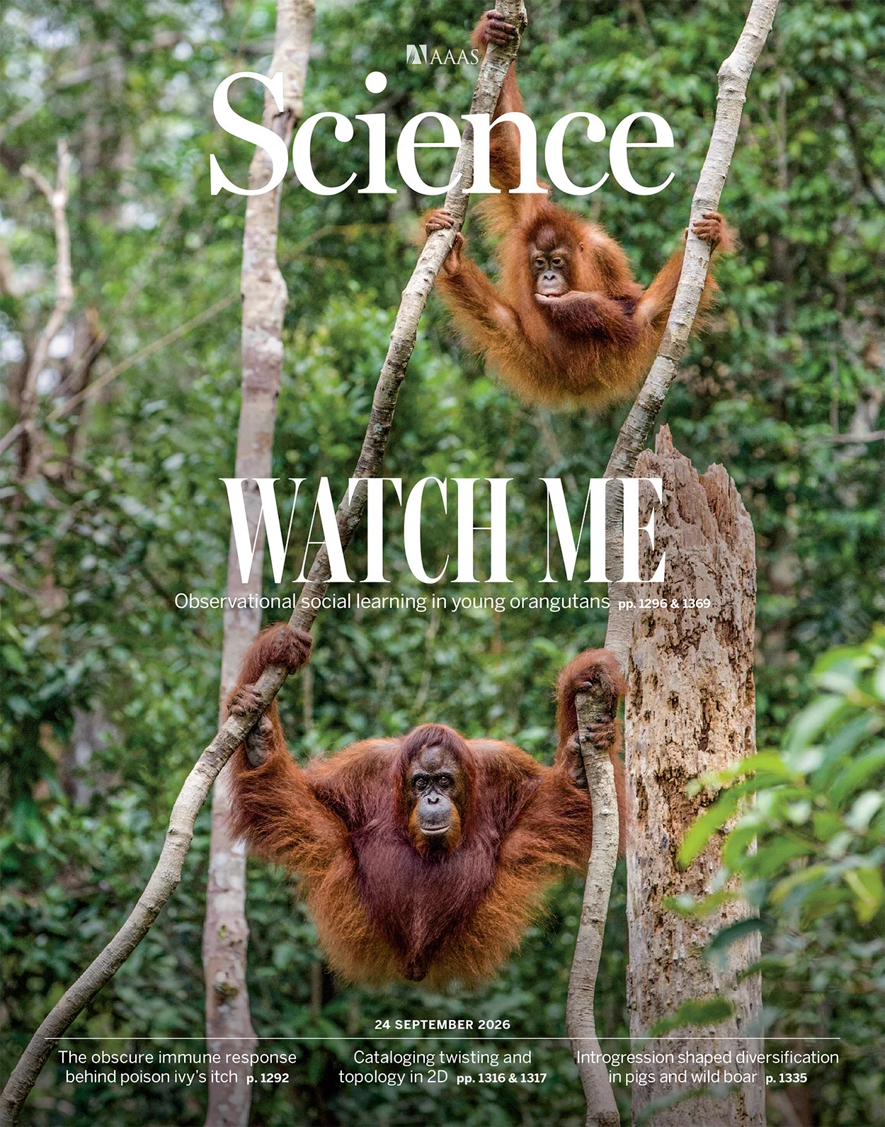 Learning over an extended childhood has been fundamental to survival during human evolutionary history. Researchers show how Sumatran orangutans use their 8 years of dependency to master a broad diet, necessary for independent survival. They find that infants have individual tendencies to engage in social and individual learning, which together determine diet profile breadth acquired by independence. The finding offers insights into the evolutionary roots of the complex learning mechanisms that characterize humans.

Photo: Suzi Eszterhas/Minden